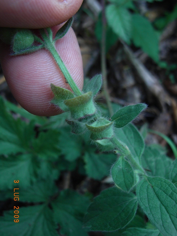 Scutellaria columnae